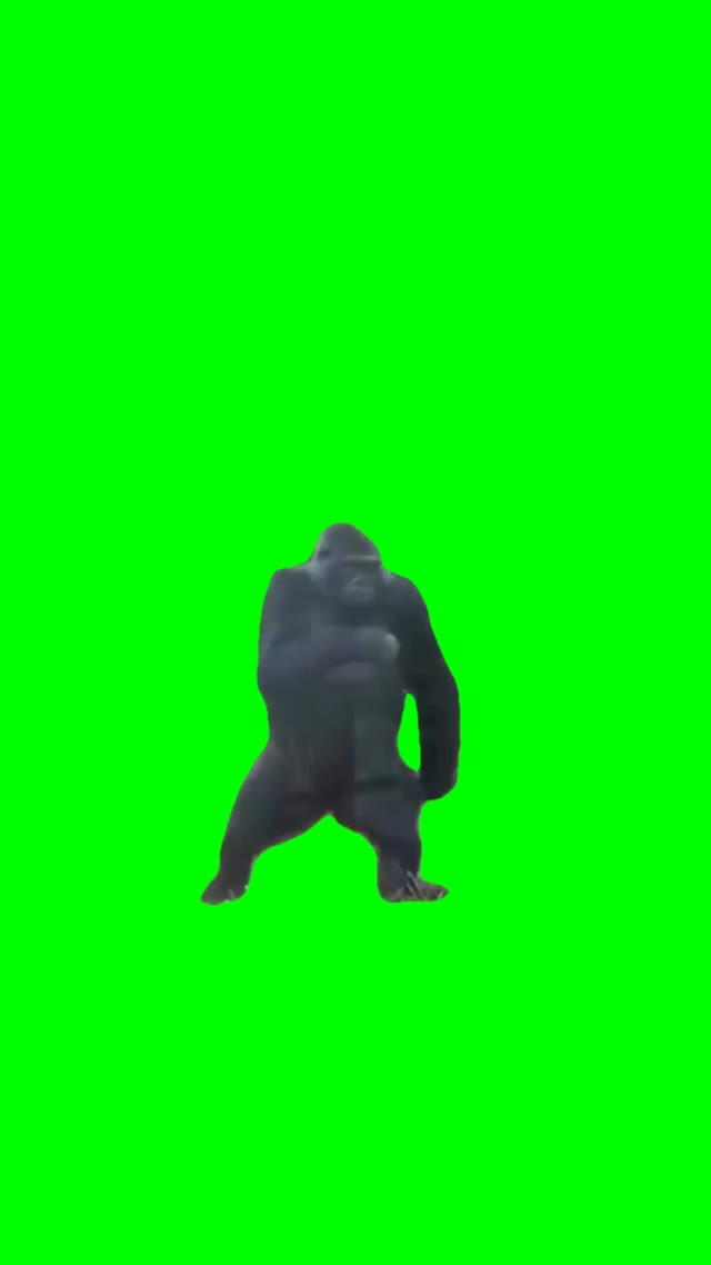 Gorillas sneaking  green screen