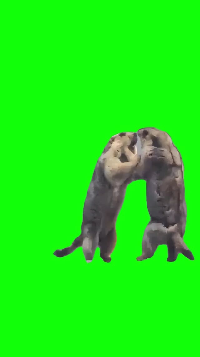 Groundhogs fightingGreen Screen 4k green screen