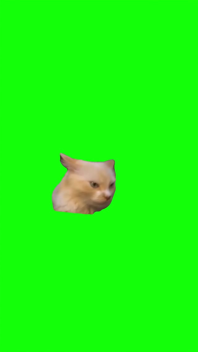 Grumpy cat looking around green screen
