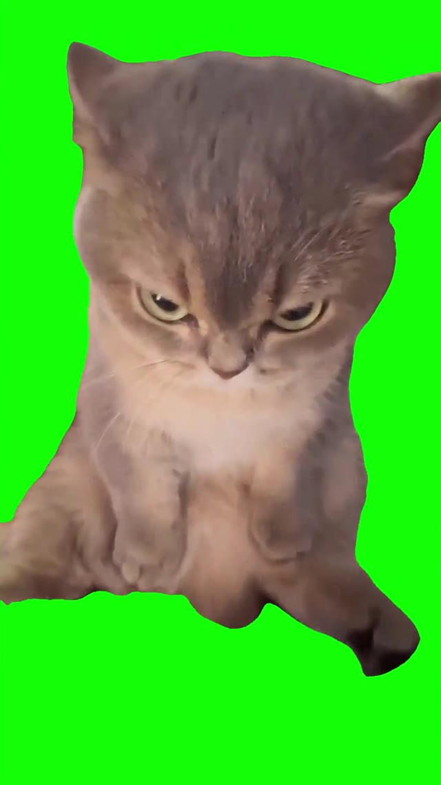 Grumpy cat sitting green screen