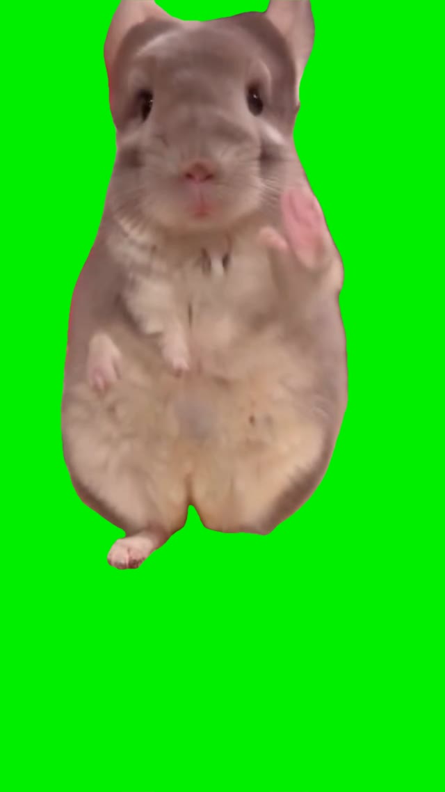 Hamster dancing green screen