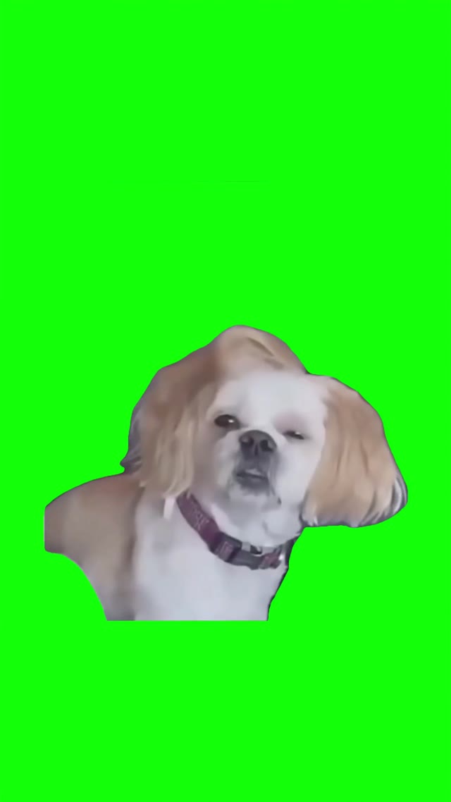 Hangover dog green screen