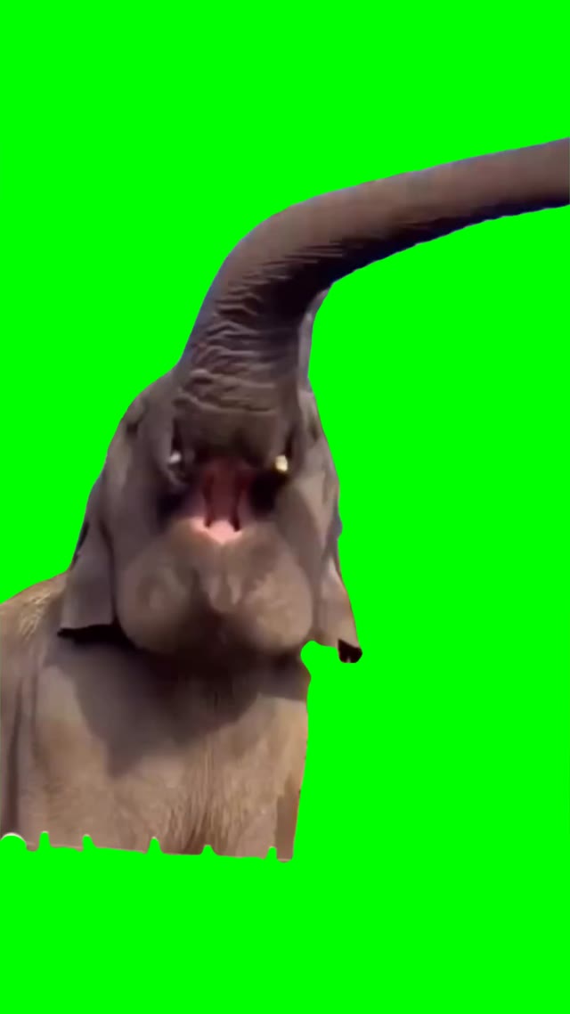 Happy Elephant green screen