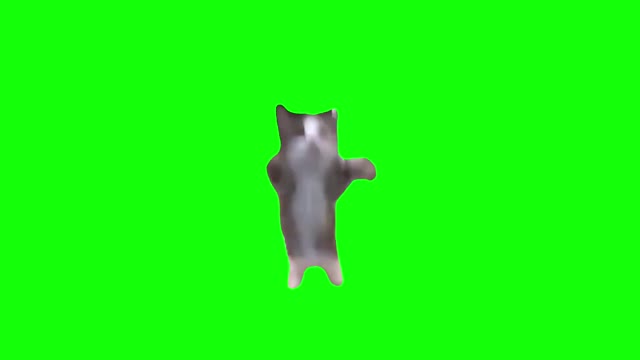 Happy cat jumping green screen