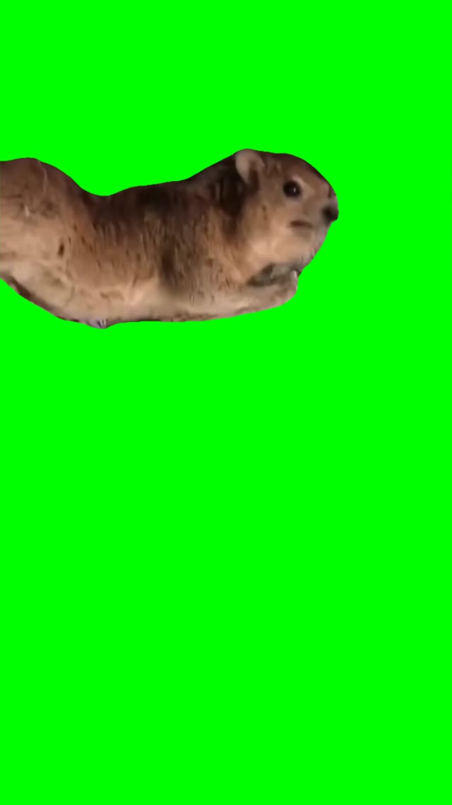 Hyrax scream green screen