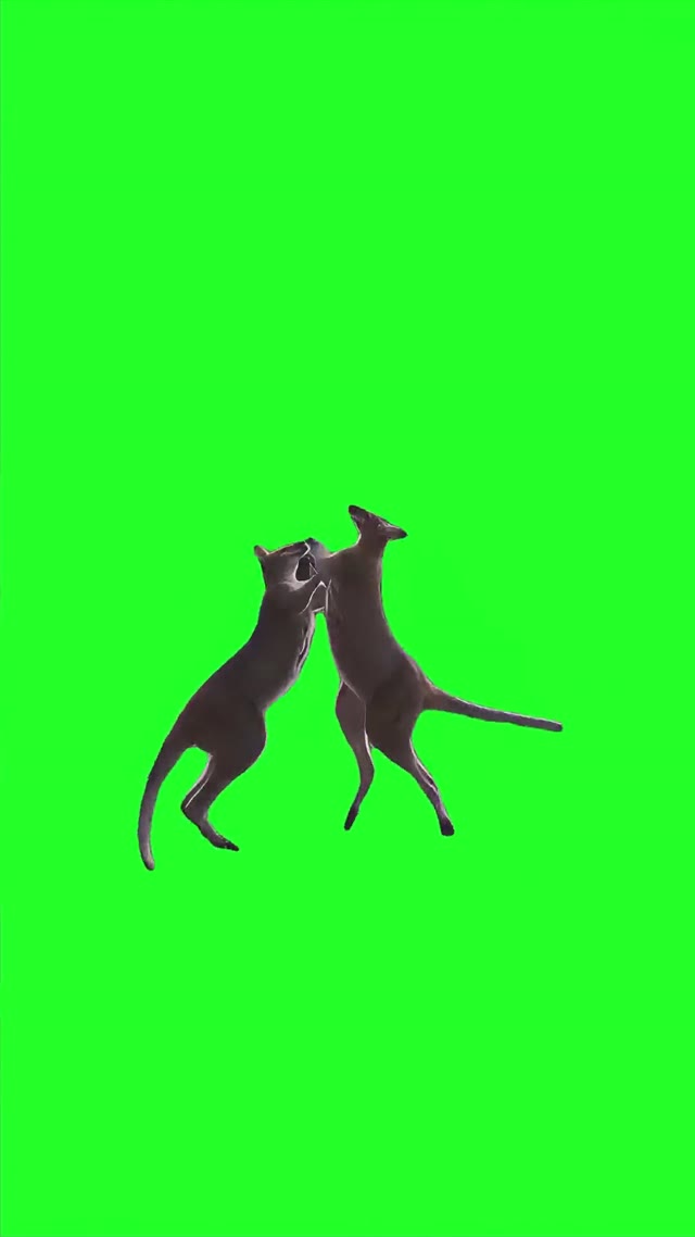 Kangaroos Fighting green screen