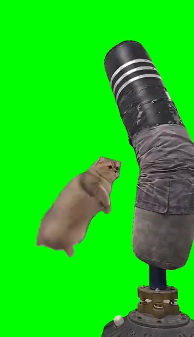 Karate Cat green screen