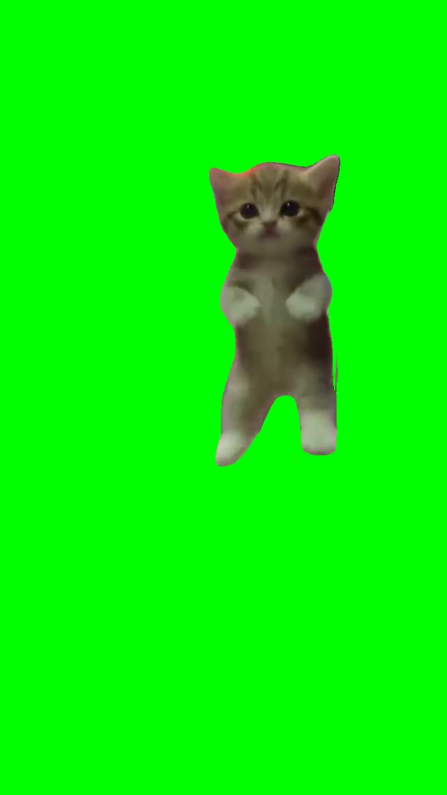 Kitten Dancing green screen