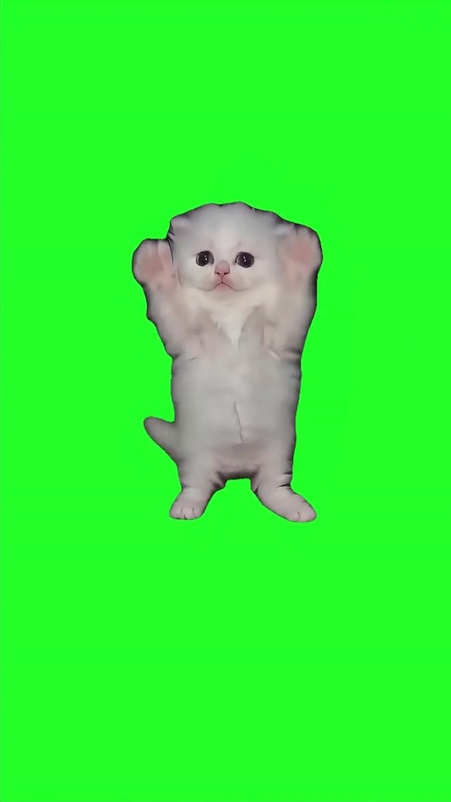 Kitten Dancing King Nasir green screen