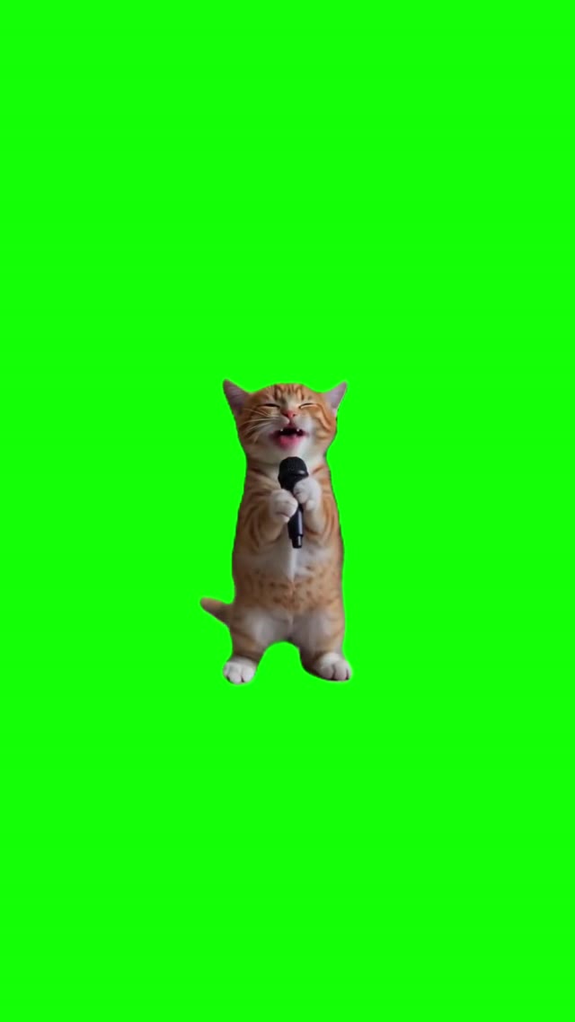 Kitten Singing Meow Meow green screen