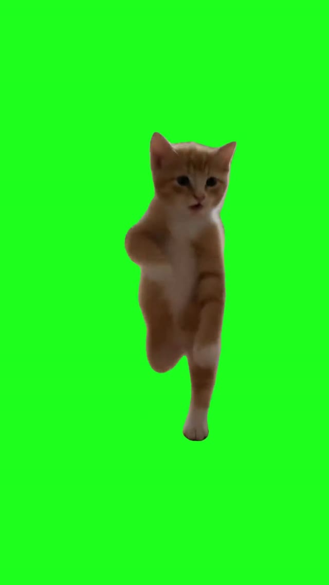 Kitten Vibing green screen