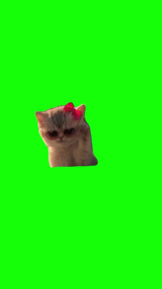 Kitten Stealing green screen