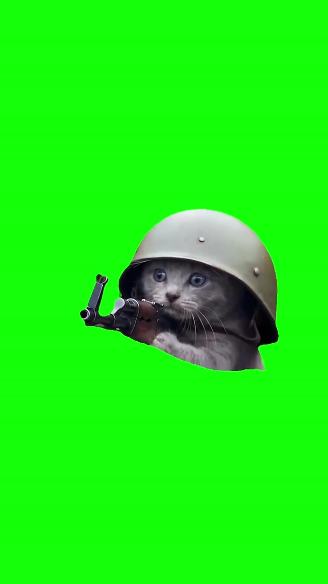 Kitten Takes Shots With Ak green screen