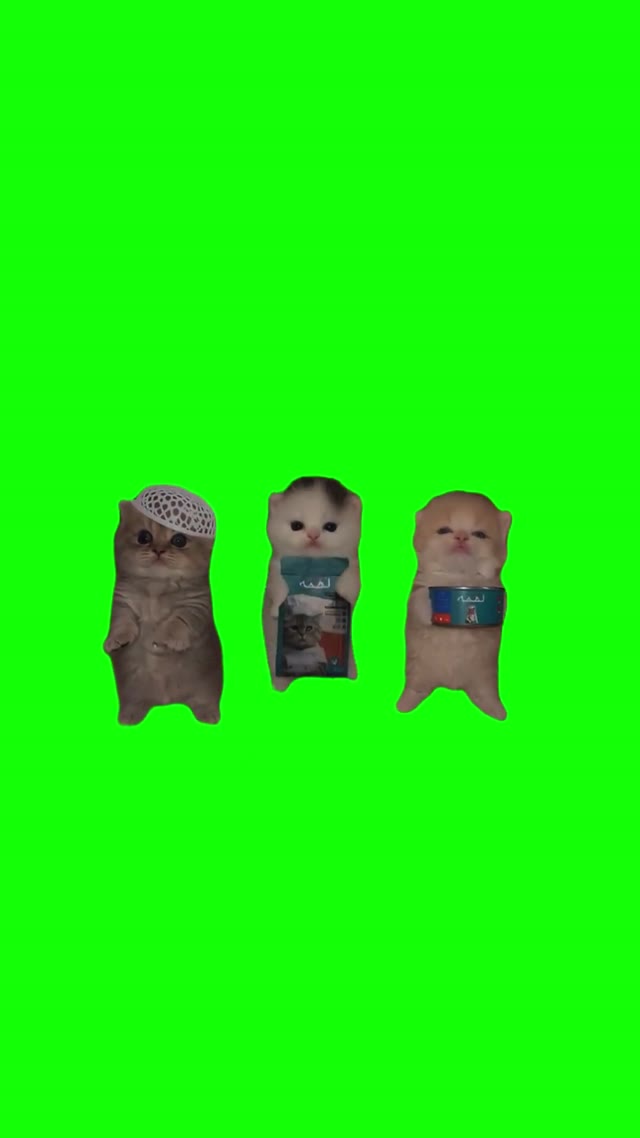 Kittens DanceGreen Screen green screen