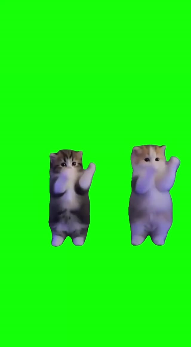 Kittens dance green screen