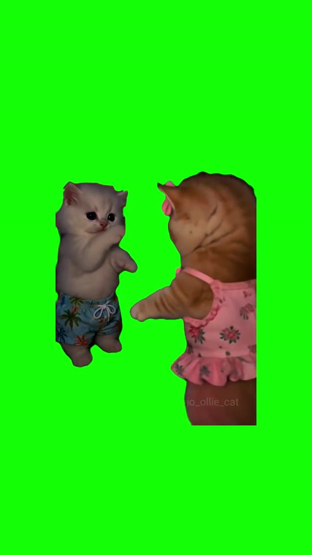 Kittens Dancing Happily green screen