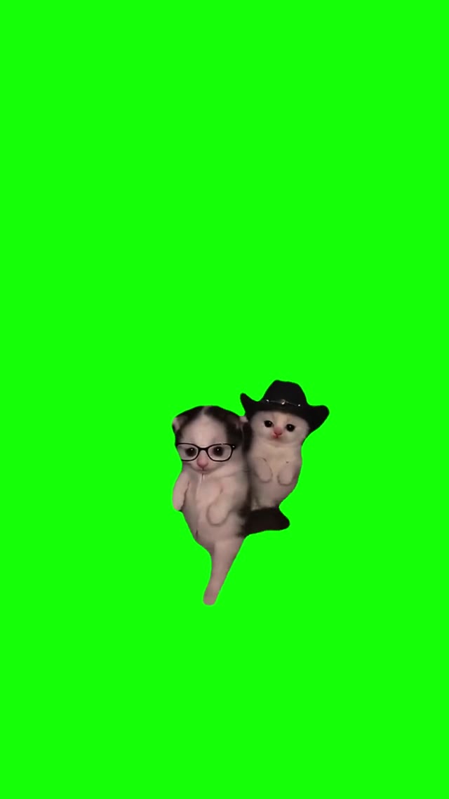 Kittens Dancing To Gatita Perreo green screen