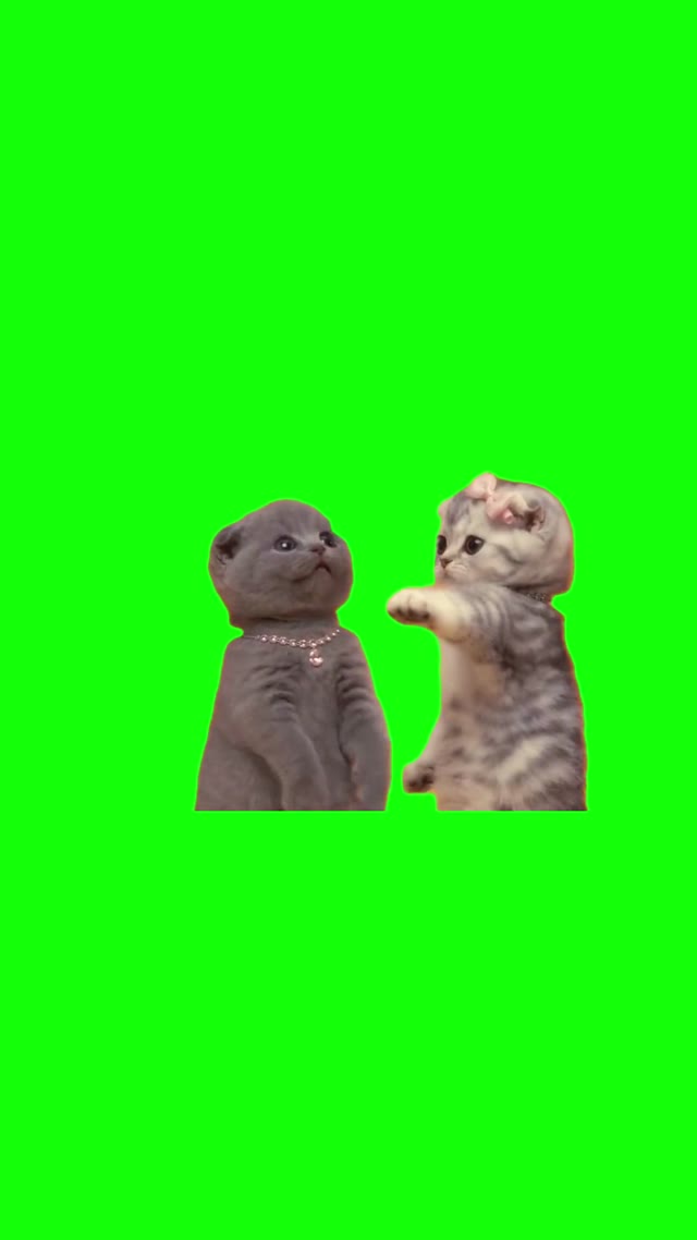 Kittens Rapping green screen