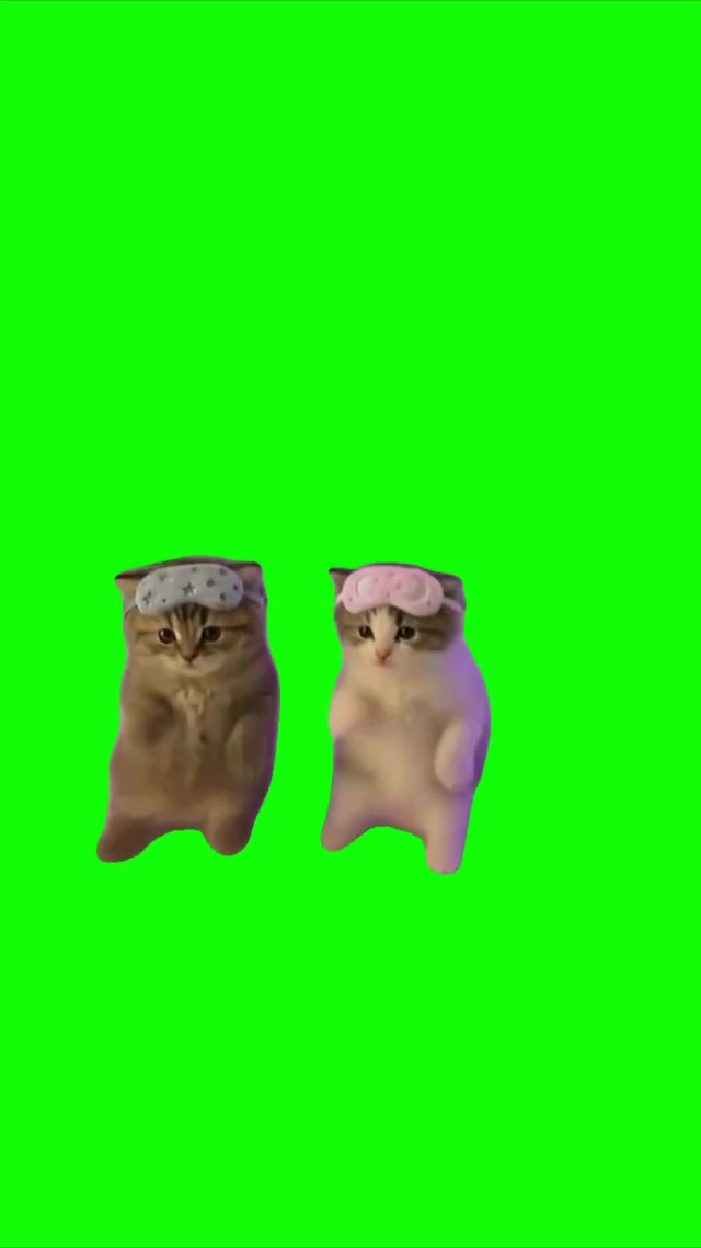 Kitties dancing green screen
