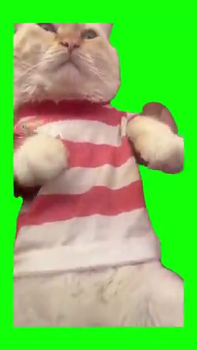Kitty cat shake it to the max green screen