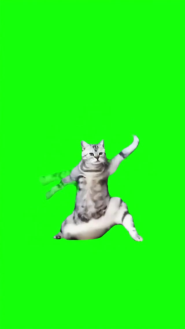 Kung Fu Cat dancing green screen