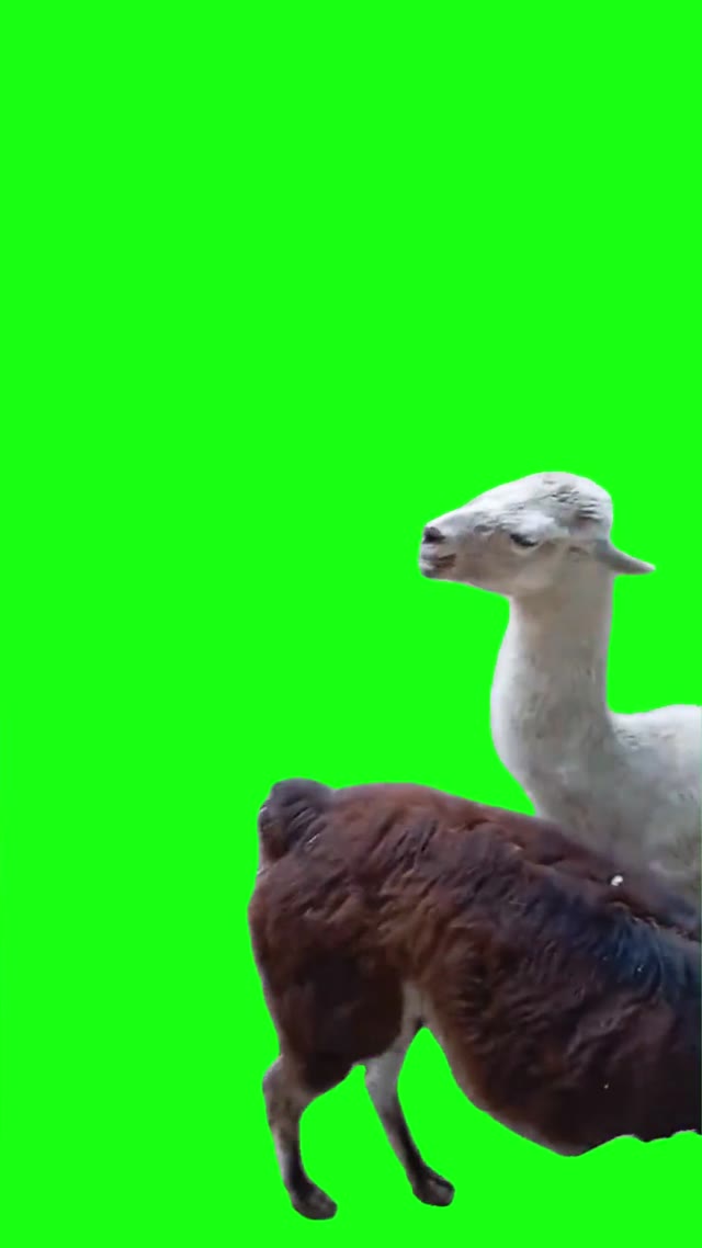 Lama Attitude green screen