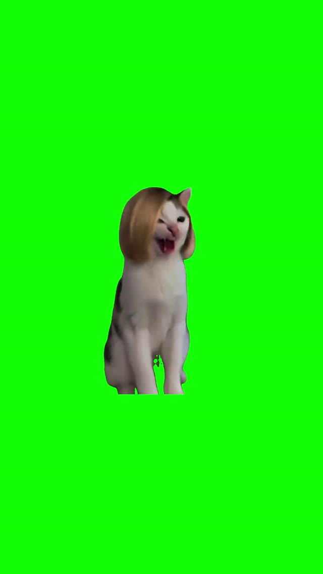 Laughing Cat Hahaha green screen
