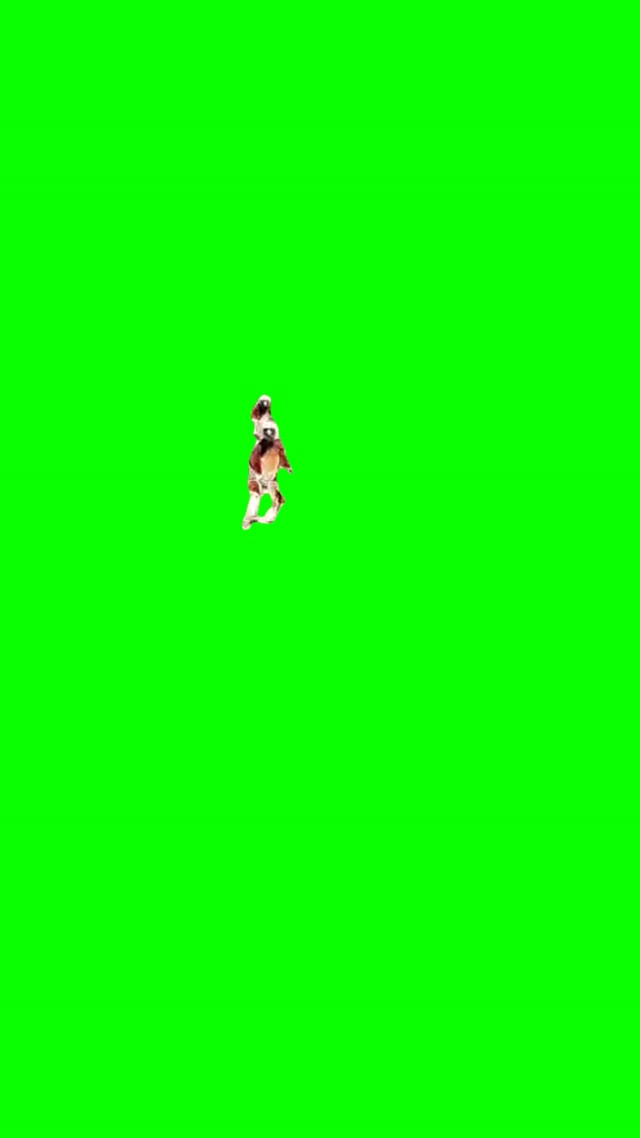 Lemurs dancing green screen