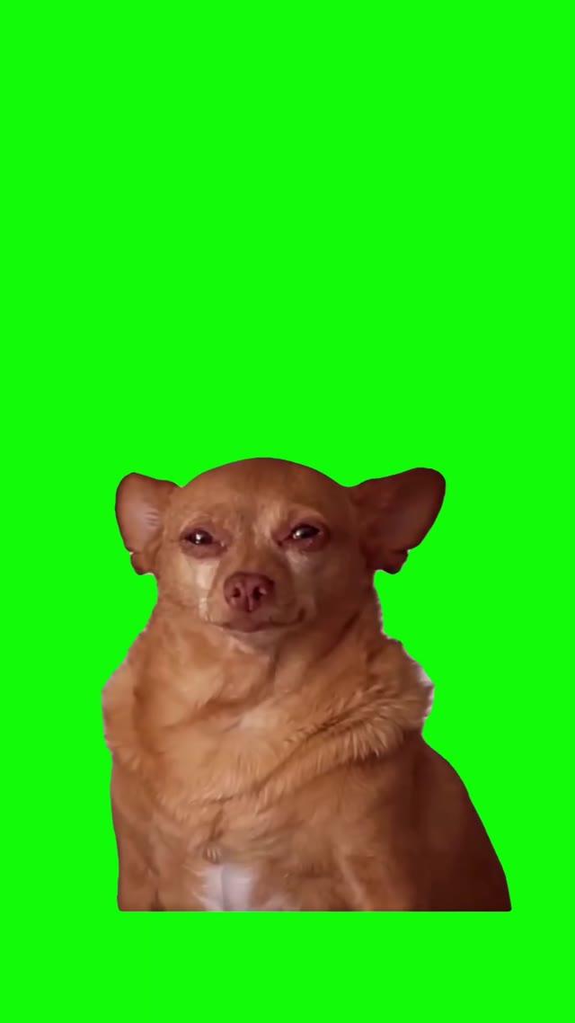 Little dog crying green screen