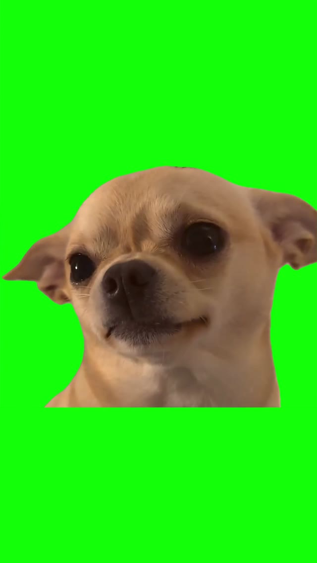 Little dog looking mad green screen