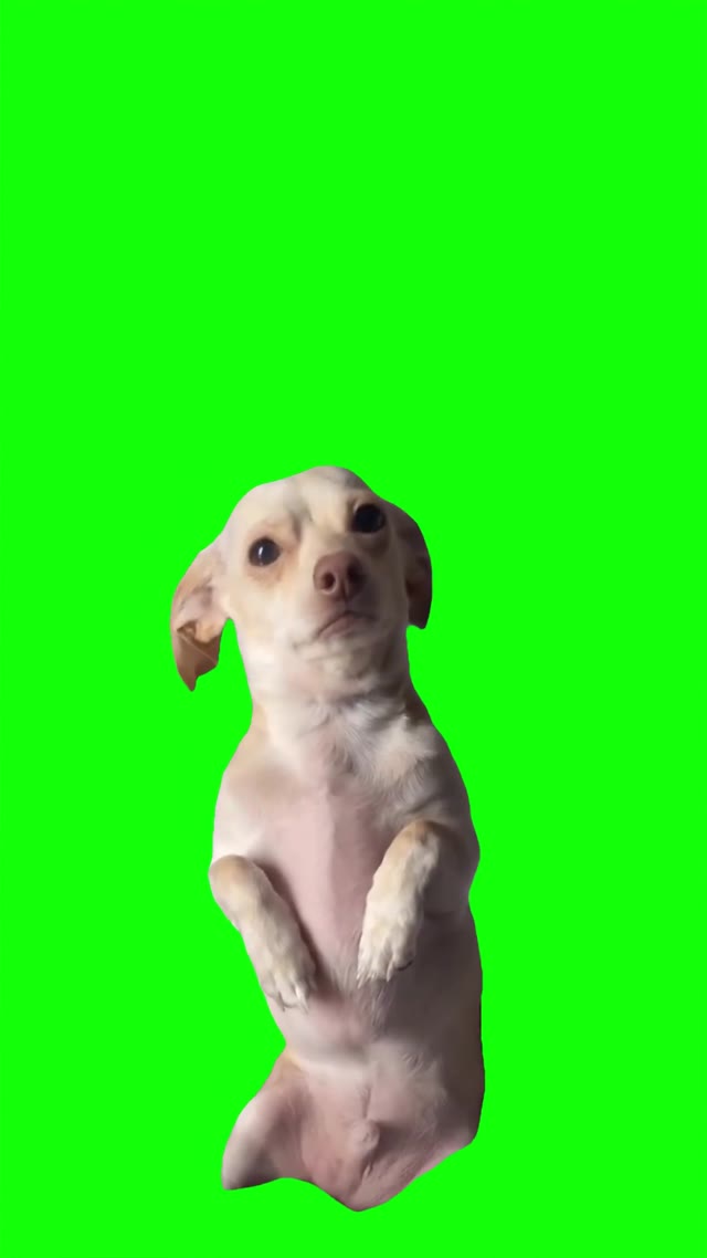 Little dog sad green screen