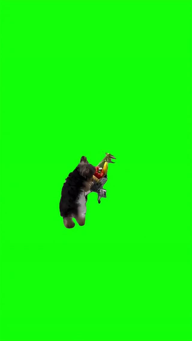 Little dog with a shopping cart  green screen