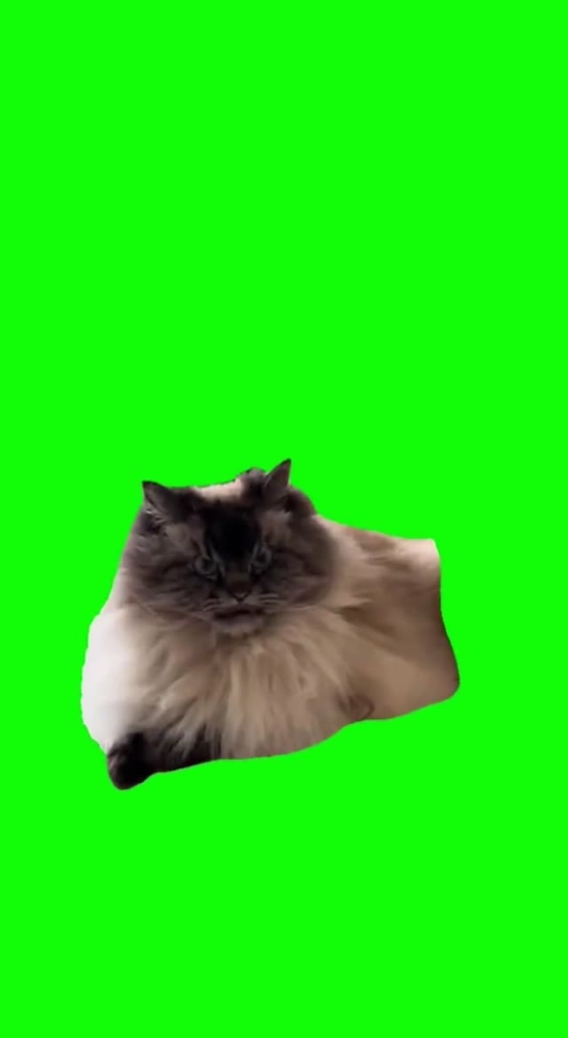 Mean Muggin Cat green screen