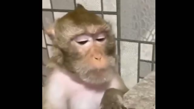 MiIvPfwz Monkey with glasses green screen