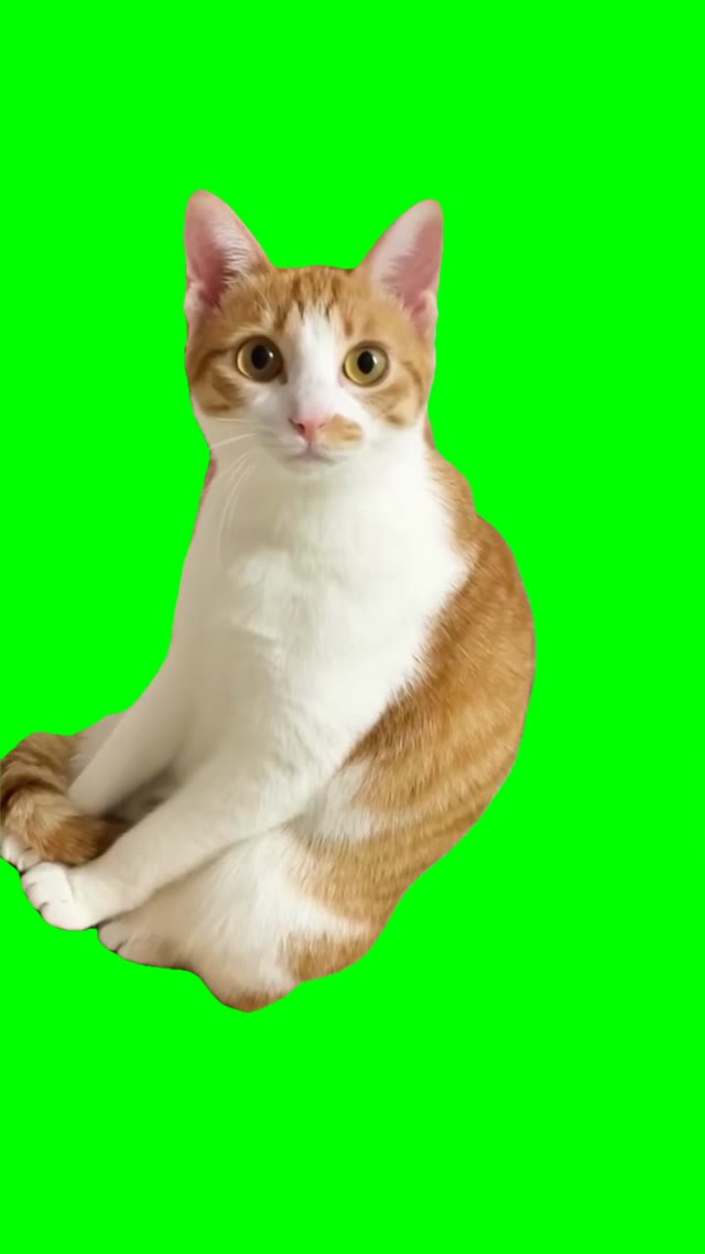 Mocking cat green screen