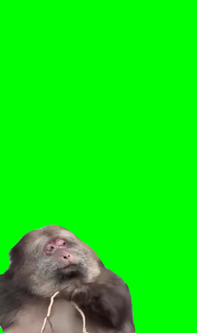 Monkey looking around green screen
