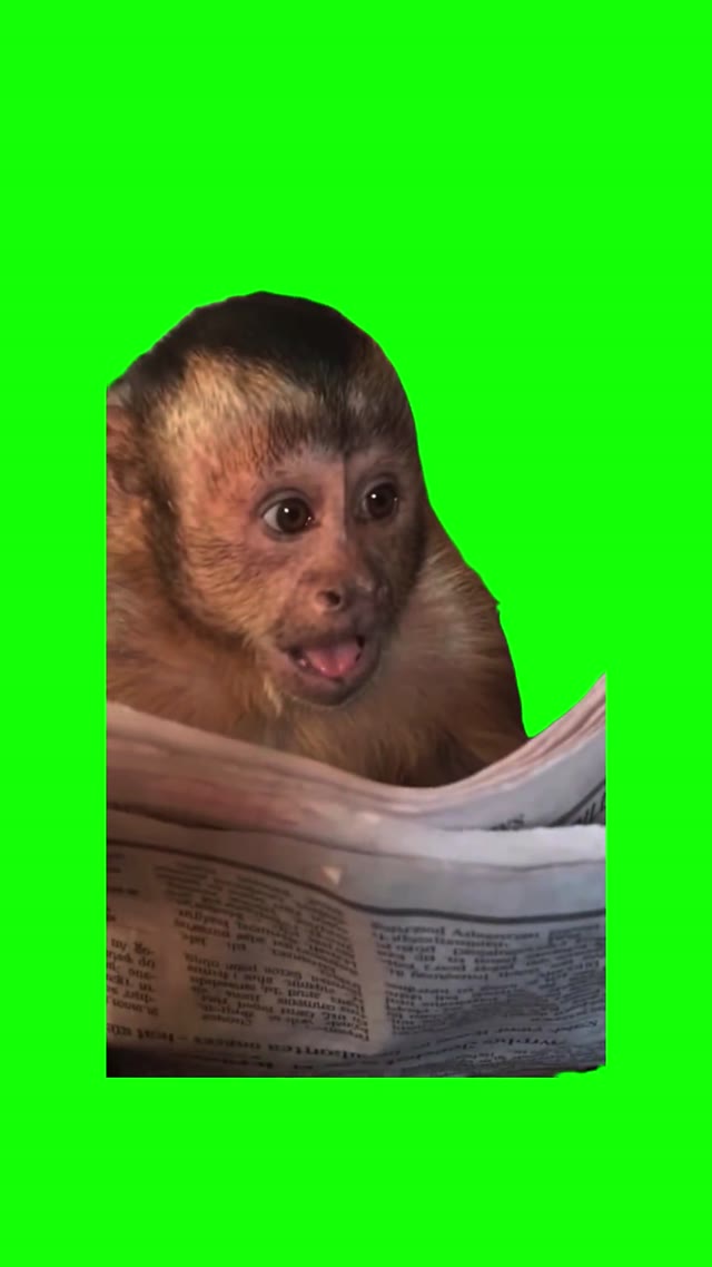 Monkey Reading Paper green screen