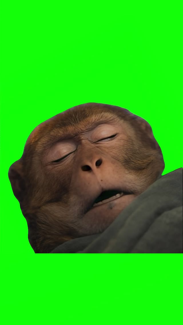 Monkey snoring 4k green screen