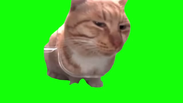 Mr Fresh cat sideeye green screen