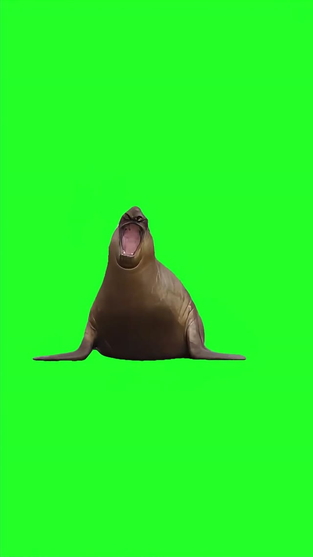 Neil Seal Burnping green screen