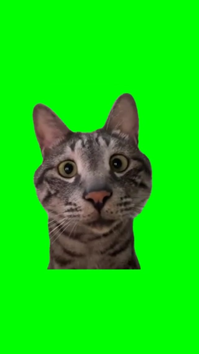 Nosy Cat green screen