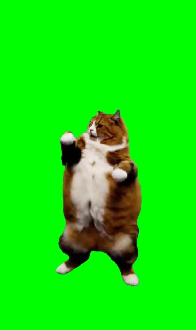 Orange cat dancing to sexy and I know it green screen