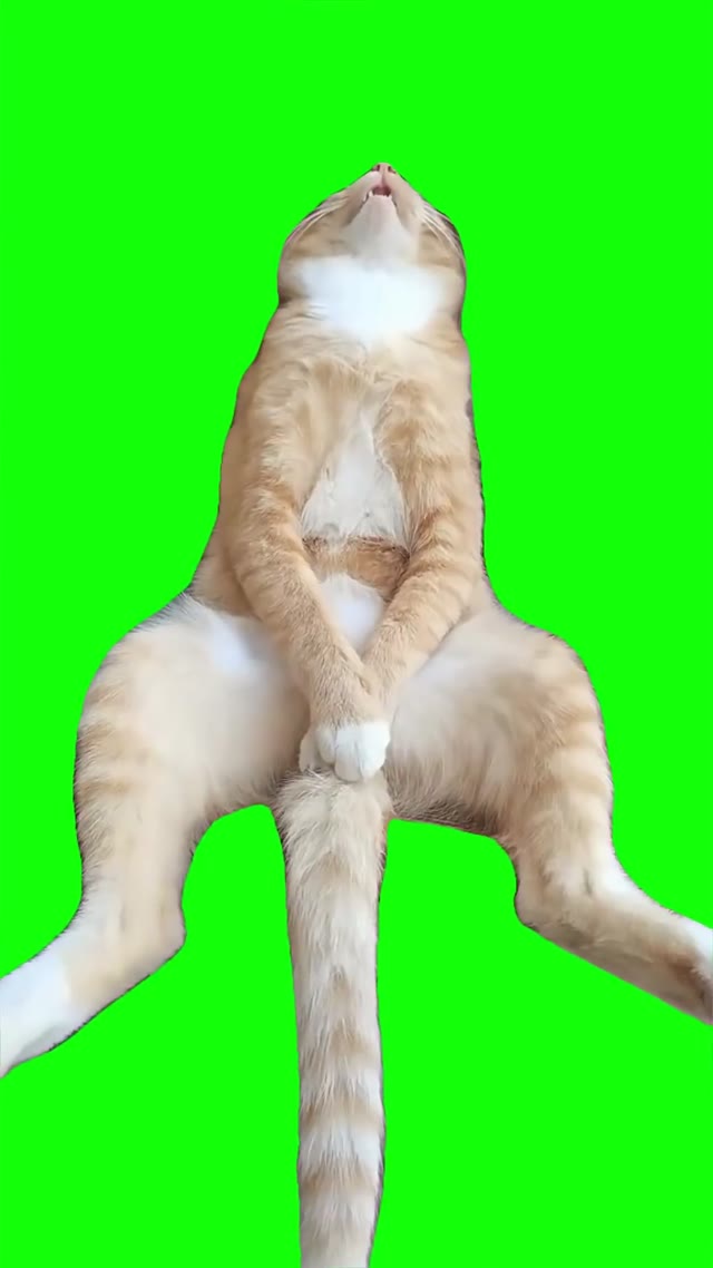 Orange cat sleeping green screen