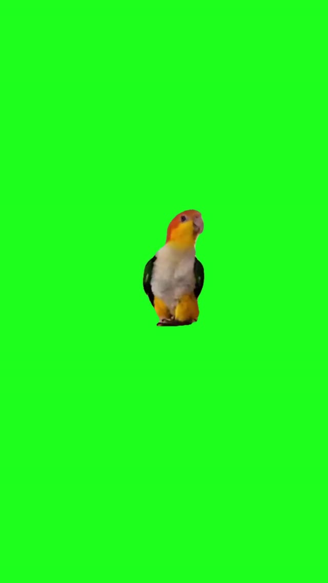 Parrot dramatic walk green screen