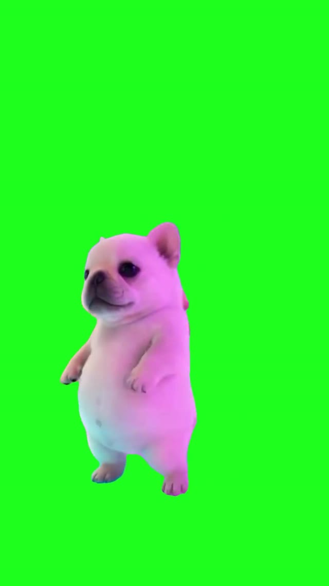Pibble Party green screen