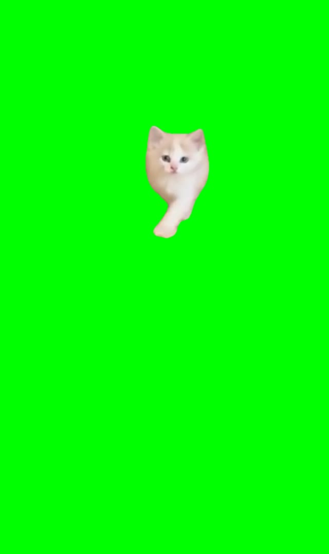 Pretty girls walk like this cat green screen