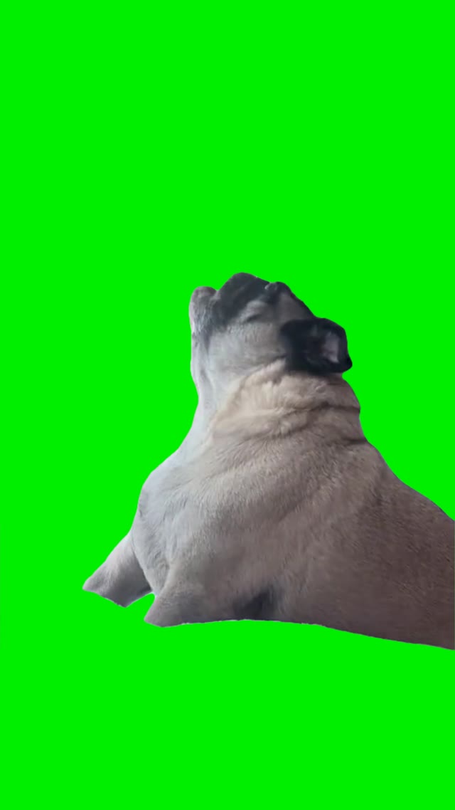 Pug screaming green screen