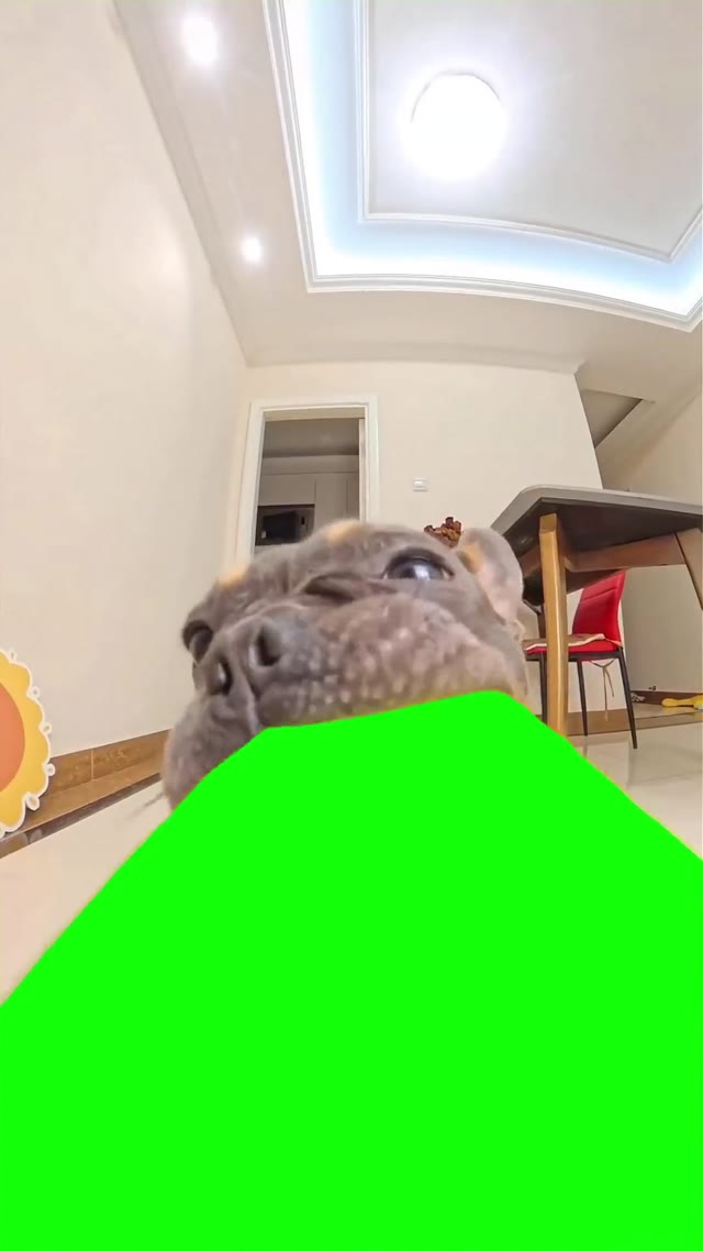 Puppy Chomping on a Cucumber green screen