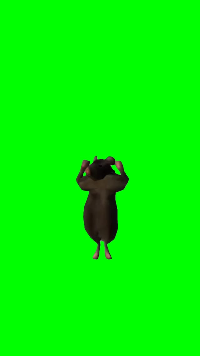 Rat dancing to espresso green screen