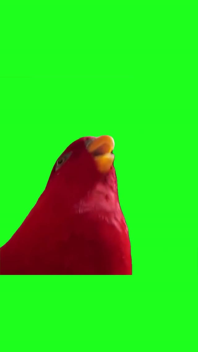 Red parrot laughing green screen